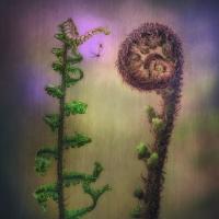 Just Between Fronds - Highly Commended