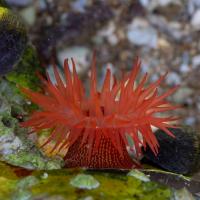 strawberry anemone